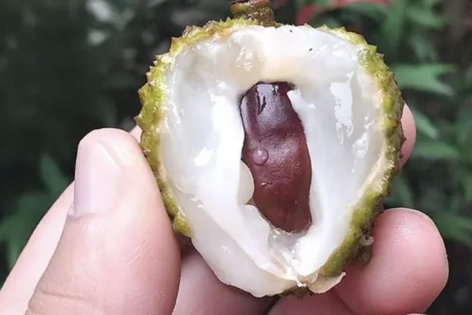 Extracto de castaño de indias